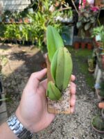 Bulbophyllum Macraei - COLEÇÃO - Imagem 2