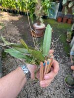 Rodriguezia Decora - Imagem 6