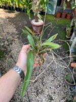 Rodriguezia Decora - Imagem 7