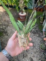 Rodriguezia Decora - Imagem 5