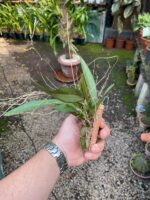 Rodriguezia Decora - Imagem 4