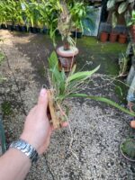 Rodriguezia Decora - Imagem 3