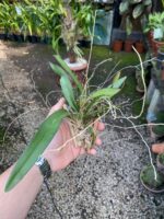 Rodriguezia Decora - Imagem 2