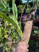 Zygonisia Cynosure  - COLEÇÃO - Imagem 4