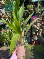 Zygonisia Cynosure  - COLEÇÃO - Imagem 5