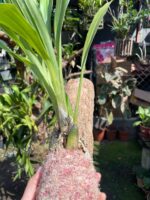 Zygonisia Cynosure  - COLEÇÃO - Imagem 3