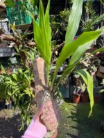 Zygonisia Cynosure  - COLEÇÃO - Imagem 6