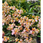 Oncidium Twinkle ''Mixed Pink''