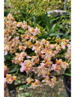 Oncidium Twinkle ''Mixed Pink''