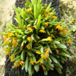 Acianthera Sonderiana
