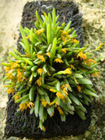 Acianthera Sonderiana