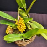 Robiquetia Cerina Amarela