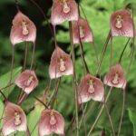 Drácula Erythrochaete - Orquídea Macaco