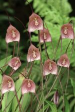 Drácula Erythrochaete - Orquídea Macaco