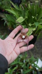 Drácula Chimaera - Orquídea Macaco