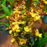 Touceira Oncidium Summer Wind ''Tiger'' - COLEÇÃO