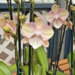 Phalaenopsis Venetian Carnival Big Lip  - COLEÇÃO