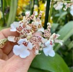 Oncidium  Speckle Spire “Snowflake” - PERFUMADA
