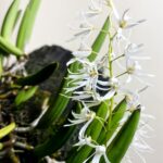 Dendrobium Wassellii - COLEÇÃO