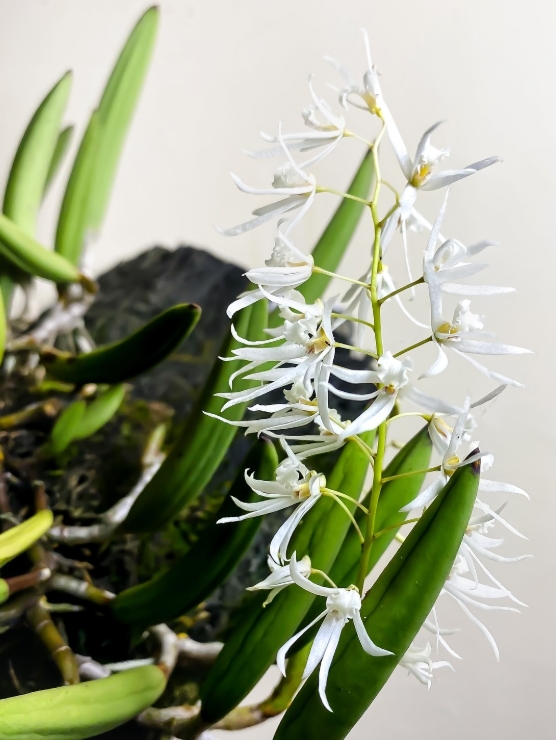 Dendrobium Wassellii - COLEÇÃO - Imagem 1