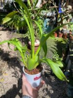 Oncidium  Speckle Spire “Snowflake” - PERFUMADA - Imagem 10