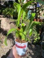 Oncidium  Speckle Spire “Snowflake” - PERFUMADA - Imagem 9