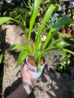 Oncidium  Speckle Spire “Snowflake” - PERFUMADA - Imagem 8