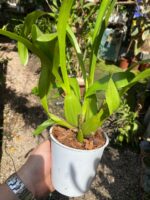 Oncidium  Speckle Spire “Snowflake” - PERFUMADA - Imagem 7