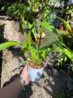 Oncidium  Speckle Spire “Snowflake” - PERFUMADA - Imagem 5