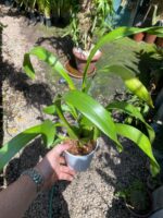 Oncidium  Speckle Spire “Snowflake” - PERFUMADA - Imagem 4