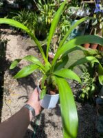 Oncidium  Speckle Spire “Snowflake” - PERFUMADA - Imagem 2