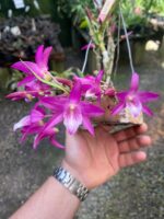 Dendrobium Stardust Raimbown - COM FLOR - COLEÇÃO
