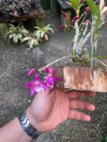 Dendrobium Stardust Raimbown - COM FLOR - COLEÇÃO - Imagem 3