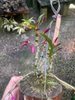 Dendrobium Stardust Raimbown - COM FLOR - COLEÇÃO - Imagem 4