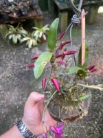 Dendrobium Stardust Raimbown - COM FLOR - COLEÇÃO - Imagem 5