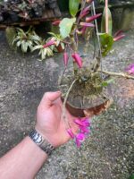 Dendrobium Stardust Raimbown - COM FLOR - COLEÇÃO - Imagem 6