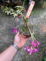 Dendrobium Stardust Raimbown - COM FLOR - COLEÇÃO - Imagem 8
