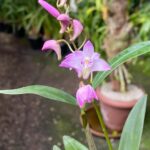 Dendrobium Kingianum - Cheiro Mel