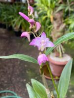 Dendrobium Kingianum - Cheiro Mel