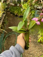 Dendrobium Kingianum - Cheiro Mel - Imagem 5