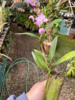 Dendrobium Kingianum - Cheiro Mel - Imagem 7