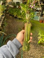 Dendrobium Kingianum - Cheiro Mel - Imagem 6