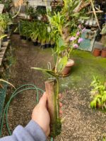 Dendrobium Kingianum - Cheiro Mel - Imagem 3