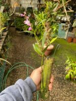 Dendrobium Kingianum - Cheiro Mel - Imagem 4