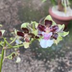 Oncidium Cleos Pride - COLEÇÃO