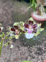 Oncidium Cleos Pride - COLEÇÃO