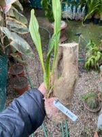 Drácula Erythrochaete - Orquídea Macaco - Imagem 5