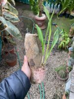 Drácula Erythrochaete - Orquídea Macaco - Imagem 6