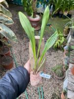 Drácula Erythrochaete - Orquídea Macaco - Imagem 2