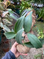 Cattleya Peckhaviensis - COLEÇÃO - Imagem 7